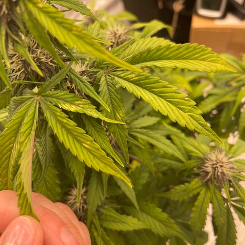 Pink Kush 2 growlog timeline photo