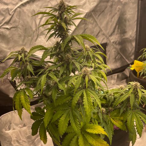 Pink Kush 2 growlog timeline photo