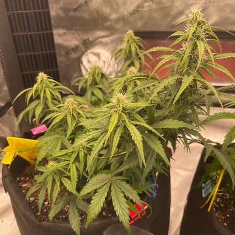 Charlottes Angel CBD Auto growlog timeline photo