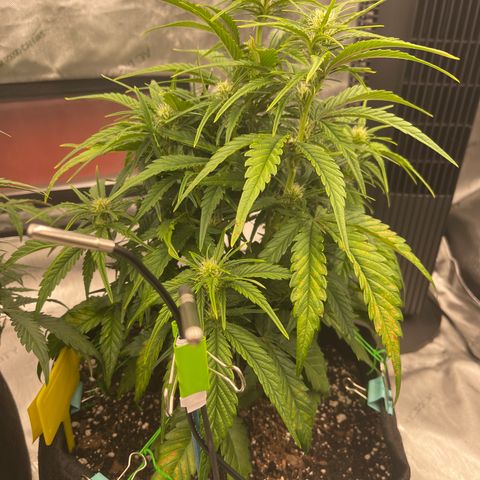 Gorilla Girl XL Auto growlog timeline photo