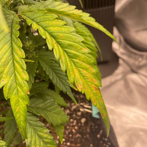 Gorilla Girl XL Auto growlog timeline photo