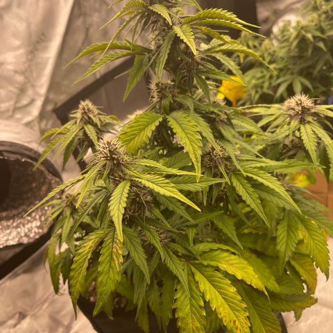 Pink Kush 2 growlog timeline photo
