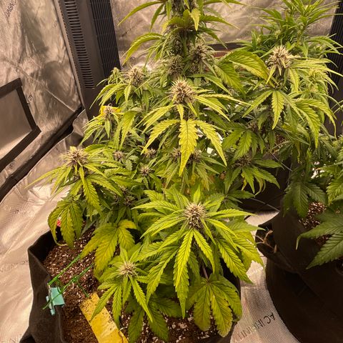 Pink Kush 2 growlog timeline photo