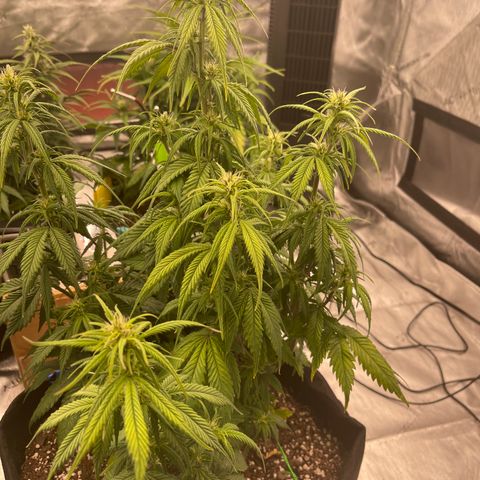 Alaskan Purple Auto growlog timeline photo