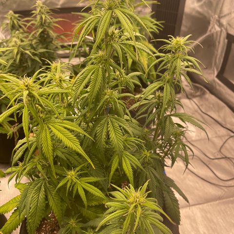 Alaskan Purple Auto growlog timeline photo