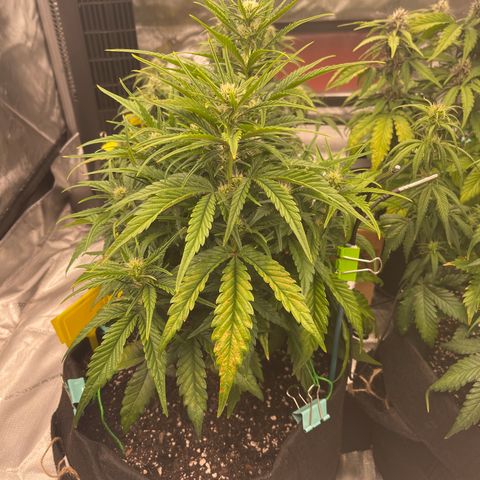 Gorilla Girl XL Auto growlog timeline photo