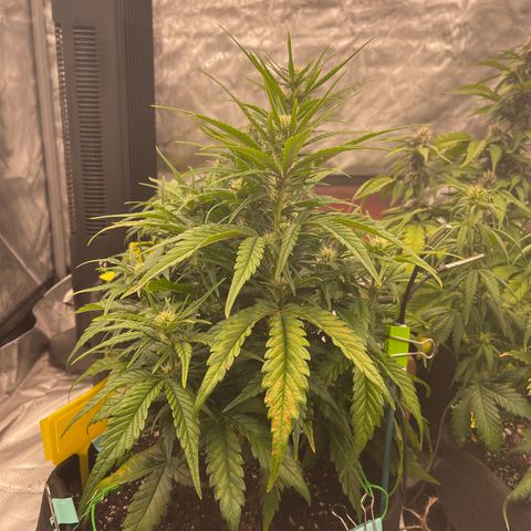 Gorilla Girl XL Auto growlog timeline photo