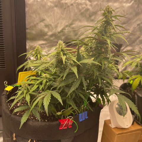 Charlottes Angel CBD Auto growlog timeline photo