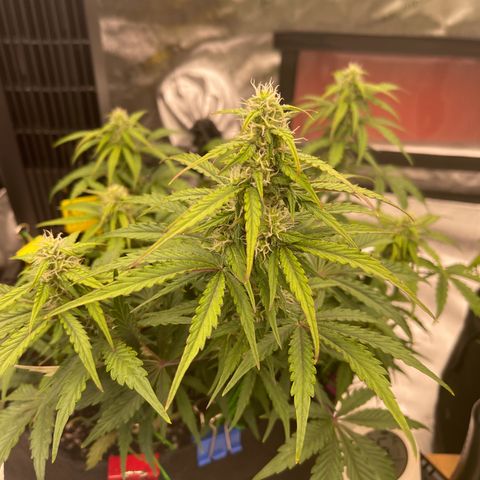 Charlottes Angel CBD Auto growlog timeline photo