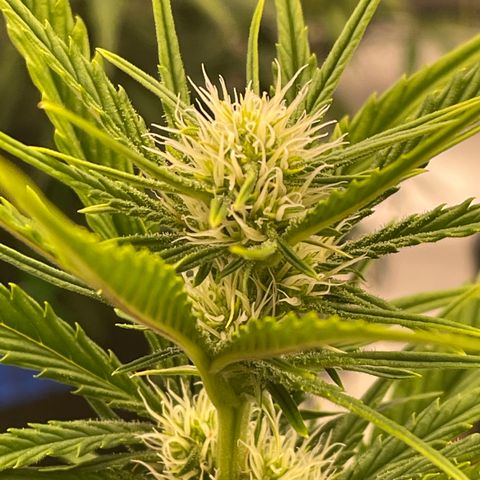 Gorilla Girl XL Auto growlog timeline photo