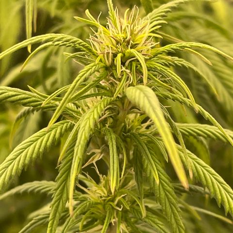 Alaskan Purple Auto growlog timeline photo