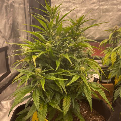 Gorilla Girl XL Auto growlog timeline photo