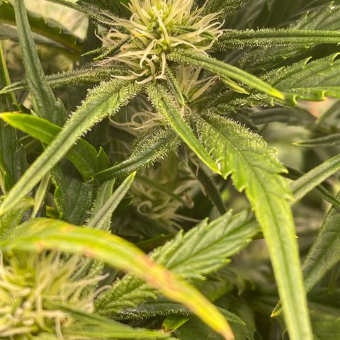 Gorilla Girl XL Auto growlog timeline photo