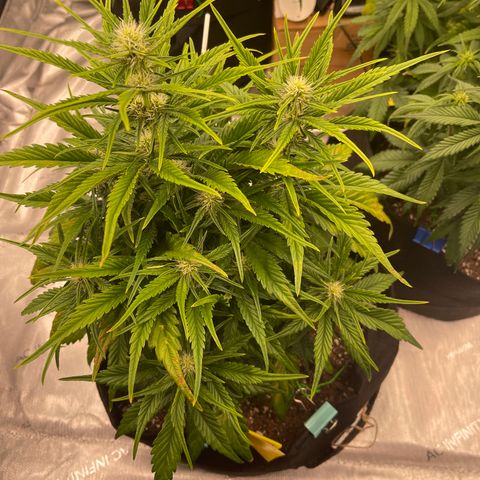 Gorilla Girl XL Auto growlog timeline photo