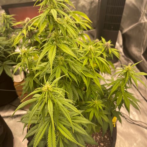 Alaskan Purple Auto growlog timeline photo