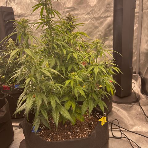 Alaskan Purple Auto growlog timeline photo