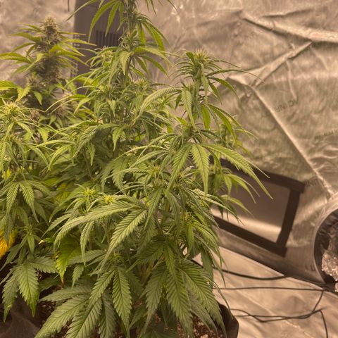 Alaskan Purple Auto growlog timeline photo
