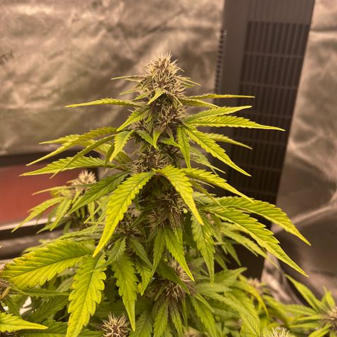 Pink Kush 2 growlog timeline photo