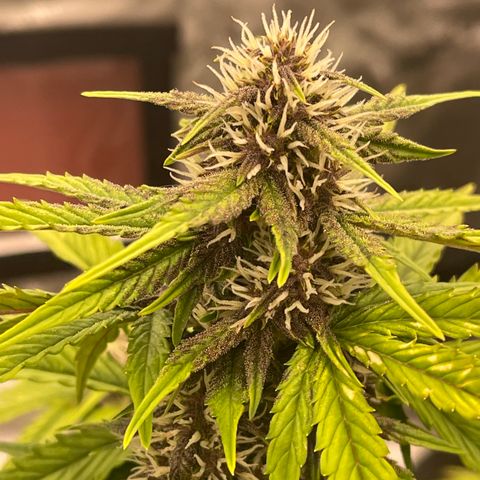 Pink Kush 2 growlog timeline photo