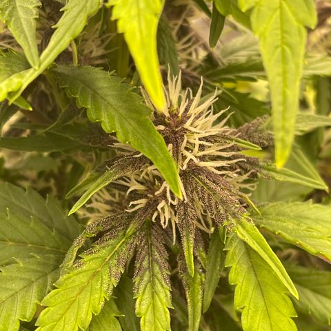 Pink Kush 2 growlog timeline photo