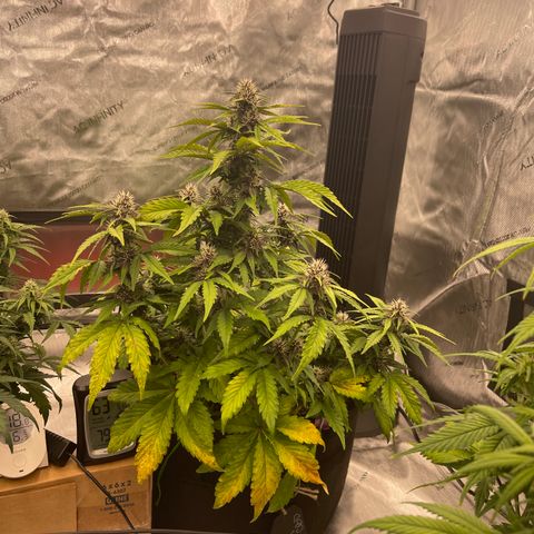 Pink Kush 2 growlog timeline photo