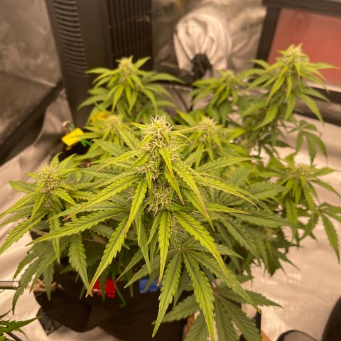 Charlottes Angel CBD Auto growlog timeline photo