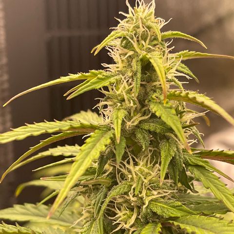 Charlottes Angel CBD Auto growlog timeline photo