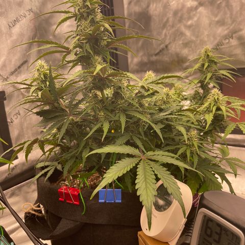 Charlottes Angel CBD Auto growlog timeline photo