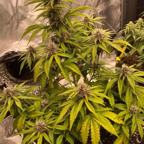 Pink Kush 2 growlog timeline photo