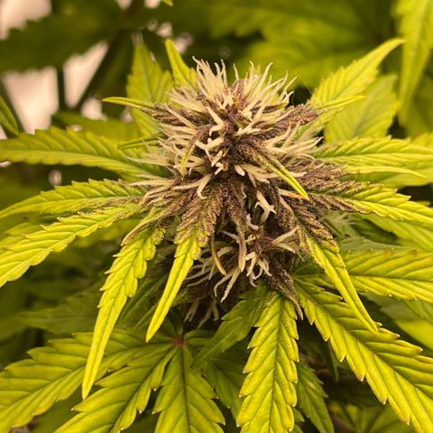 Pink Kush 2 growlog timeline photo
