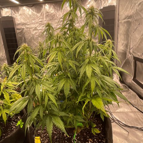 Alaskan Purple Auto growlog timeline photo