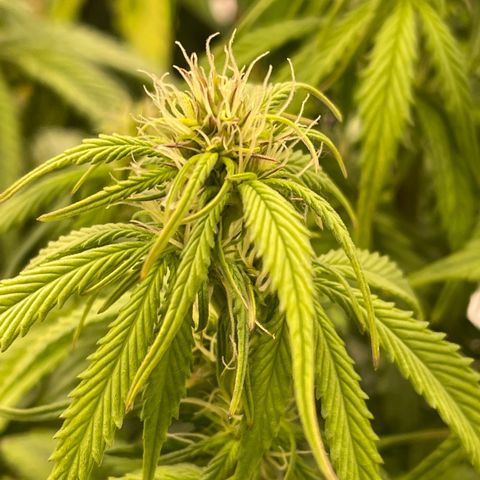 Alaskan Purple Auto growlog timeline photo