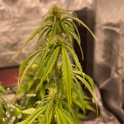 Alaskan Purple Auto growlog timeline photo