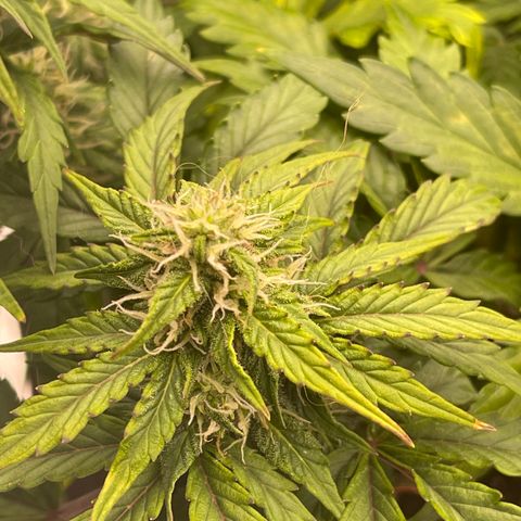 Charlottes Angel CBD Auto growlog timeline photo
