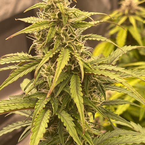 Charlottes Angel CBD Auto growlog timeline photo