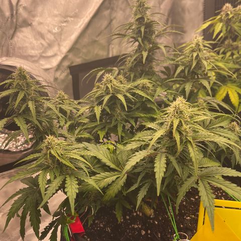 Charlottes Angel CBD Auto growlog timeline photo