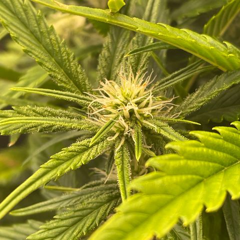 Gorilla Girl XL Auto growlog timeline photo