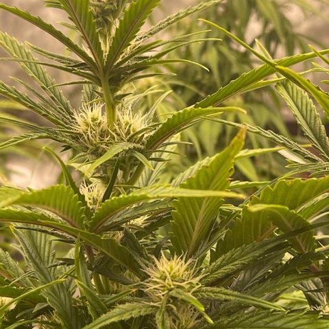 Gorilla Girl XL Auto growlog timeline photo