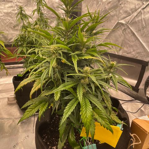 Gorilla Girl XL Auto growlog timeline photo