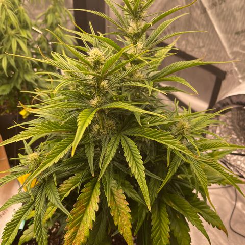 Gorilla Girl XL Auto growlog timeline photo