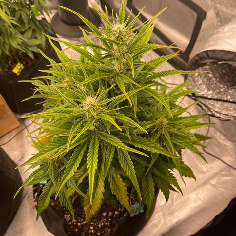 Gorilla Girl XL Auto growlog timeline photo