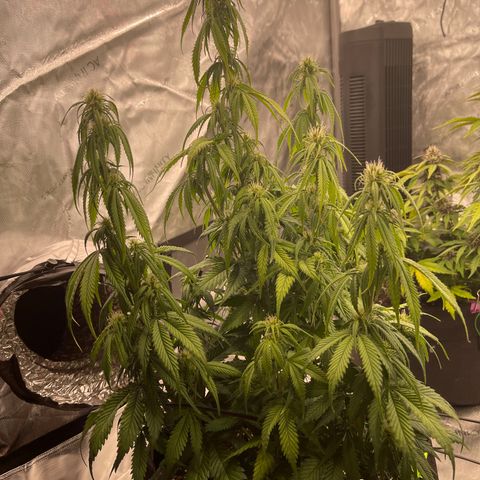 Alaskan Purple Auto growlog timeline photo
