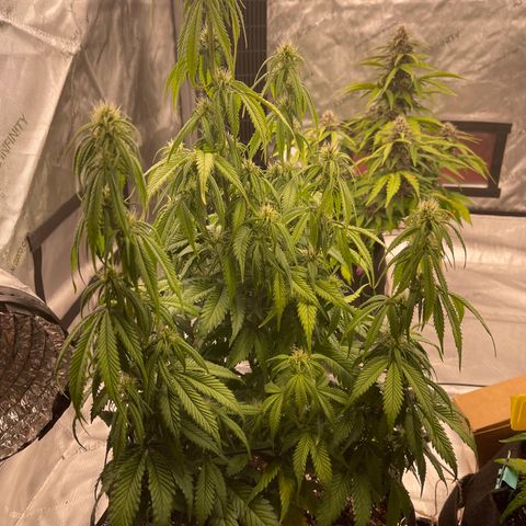 Alaskan Purple Auto growlog timeline photo