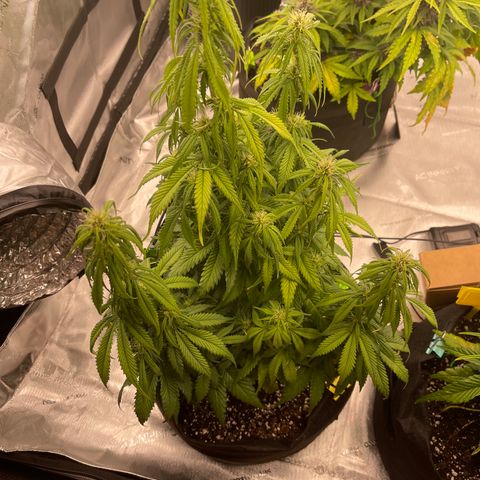 Alaskan Purple Auto growlog timeline photo