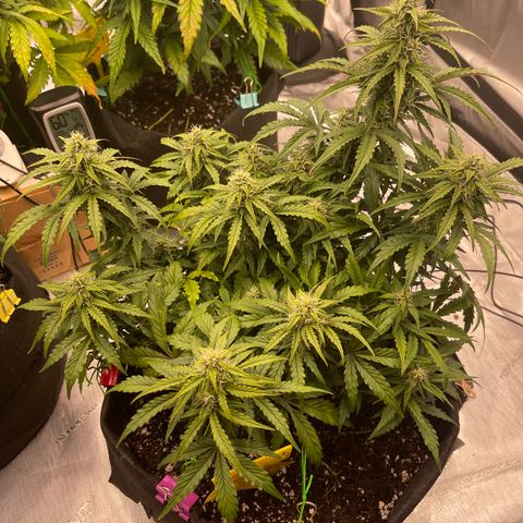 Charlottes Angel CBD Auto growlog timeline photo