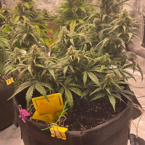 Charlottes Angel CBD Auto growlog timeline photo