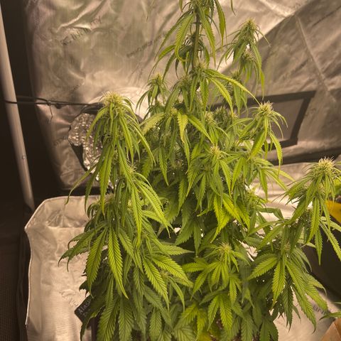 Alaskan Purple Auto growlog timeline photo