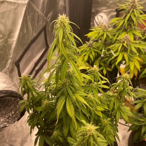Alaskan Purple Auto growlog timeline photo