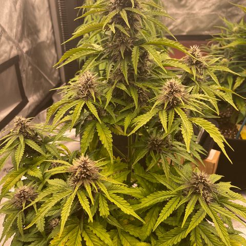 Pink Kush 2 growlog timeline photo
