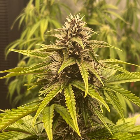 Pink Kush 2 growlog timeline photo
